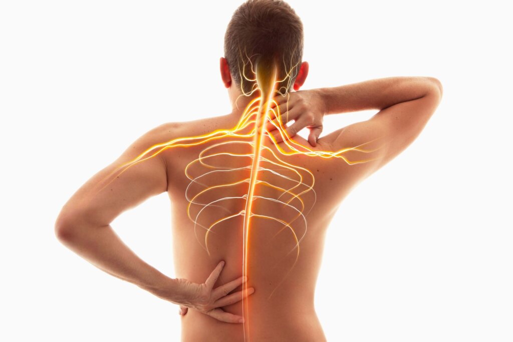 Neck pain, nervous system, human anatomy, nerves of the spine and neck